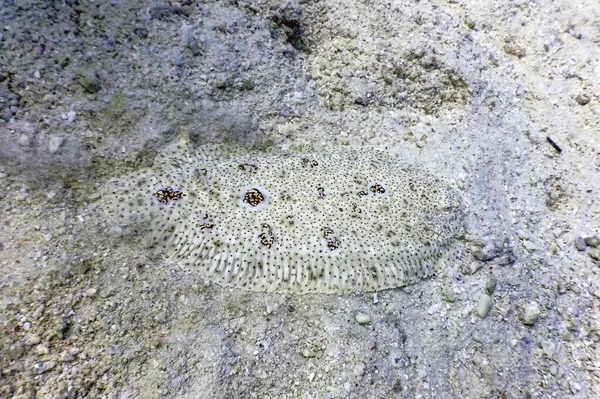 Seezunge Plattfisch Getarnt Auf Sandigem Meeresboden Pardachirus Marmoratus Tropische Gewässer — Stockfoto
