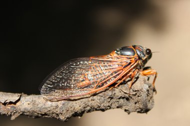 Cicada Bug clipart