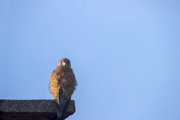 Falco tinnunculus love Europäischer Turmfalke liebt Ornithologie Freiraum für Text — Stockfoto