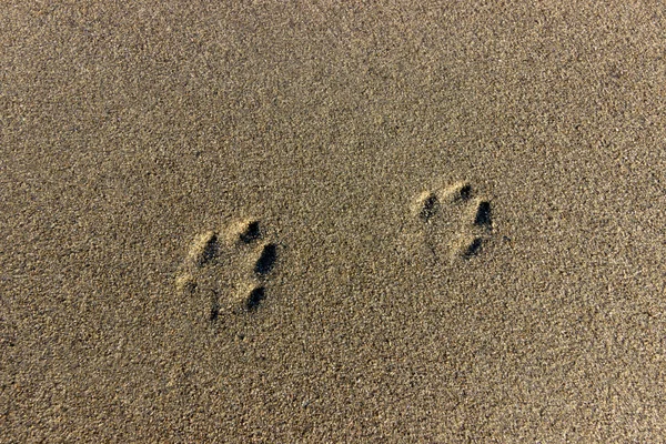 Pet friendly beach. Dog footprints in the sand. Pet friendly — Stock Photo, Image