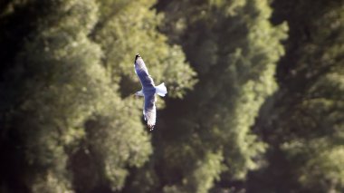 Avrupa ringa martı (Larus argentatus uçan)