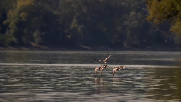 Patos selvagens voando sobre o lago — Fotografia de Stock