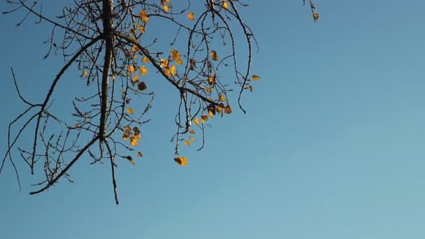 Árbol otoñal viento y cielo, hojas amarillas — Vídeos de Stock