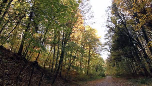 Magique route forestière d'automne dans la forêt d'automne 