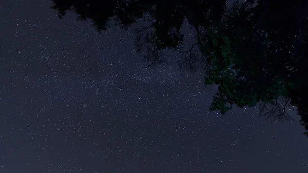 Nocne niebo w lesie. Drzewo i konstelacje delfina, Cefeusza, łabędzia, Lacerta, Pegasus — Zdjęcie stockowe