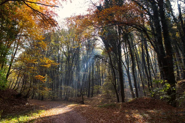 Лесной Путь Солнечные Лучи Через Осенний Лес Изменяющимся Цветом Листьев — стоковое фото