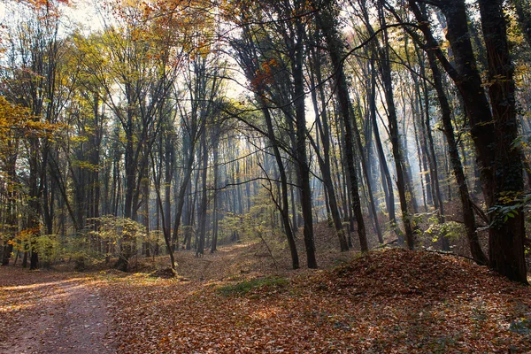 Camino del bosque Rayos de sol a través del bosque de otoño con hojas que cambian de color — Foto de Stock