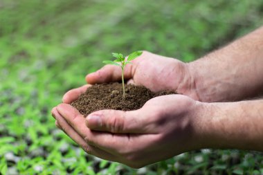 Domates fidesi tarım elinde