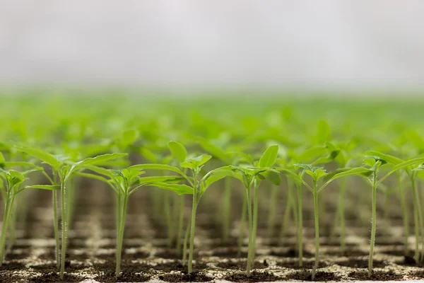 Tomaat zaailingen Solanum lycopersicum Cfl licht groeien Hps licht groeien — Stockfoto