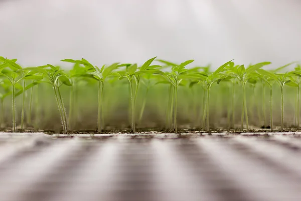 Tomato seedlings Solanum lycopersicum CFL grow light HPS grow light — Stock Photo, Image