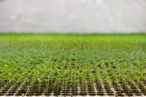 Tomato seedlings Solanum lycopersicum CFL grow light HPS grow light — Stock Photo, Image