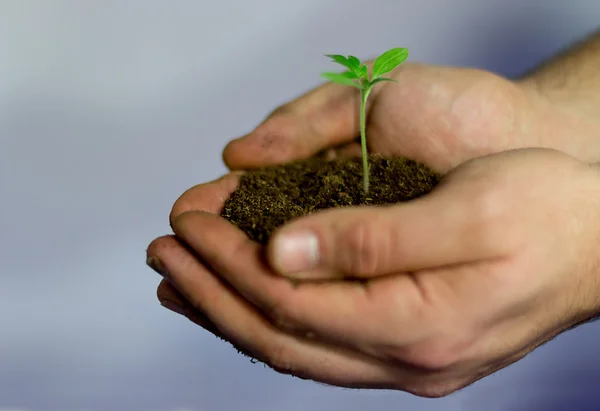 Tomaat zaailingen in de handen van de landbouw — Stockfoto