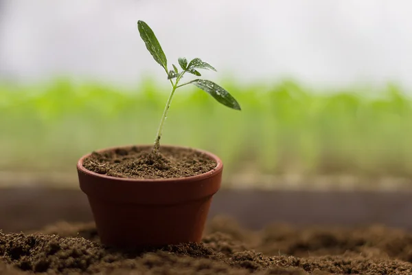 Organik bahçecilik bir tencerede domates fidesi