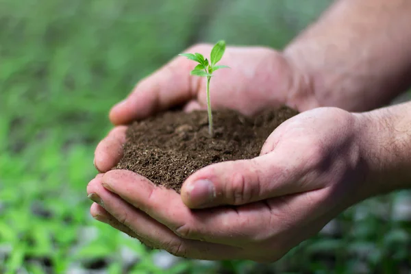 Tomat plantorna i händerna på jordbruk — Stockfoto