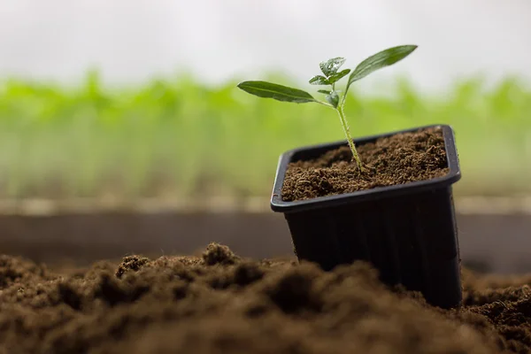 Tomaat zaailingen in een pot organische Tuinieren — Stockfoto