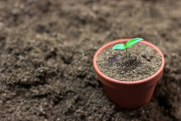 Paprika seedlings sprout in a pot — Stock Photo, Image