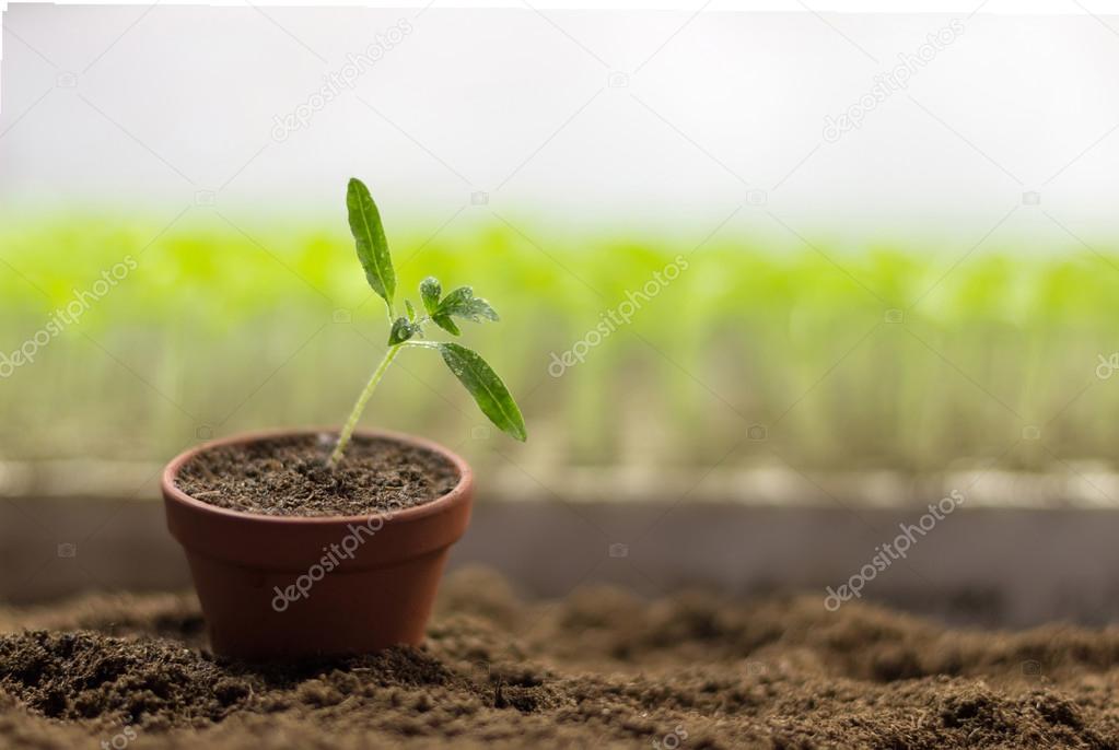 Tomato seedlings in a pot Organic gardening