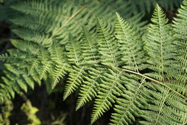 Eğreltiotu yaprakları, botanik arka plan, taze duvar kağıdı.