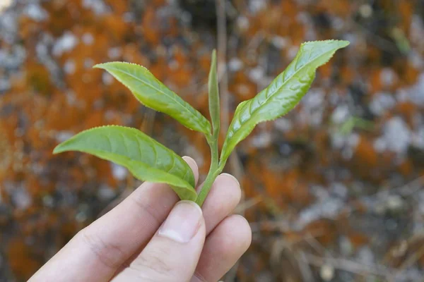 Organic Tea background, type of tea leaves, shan snow tea, Vietnam agriculture