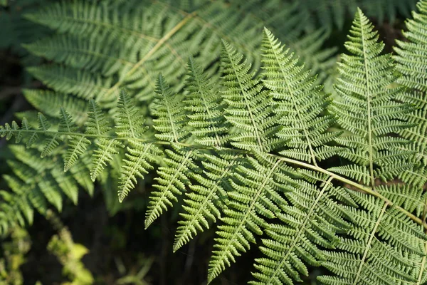 Eğreltiotu yaprakları, botanik arka plan, taze duvar kağıdı.