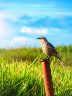 Genç kuş dinleniyor (Espirito Santo, Brezilya)
