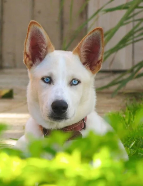 Blue Eye Dog Portrait — Stock Photo, Image
