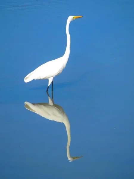 Біла Чаша Синьому Озері — стокове фото