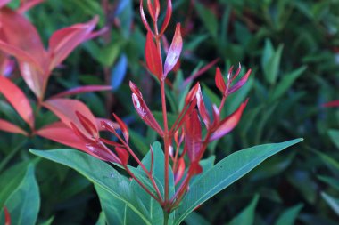 Yeşil ve kırmızı yapraklı süs bitkileri