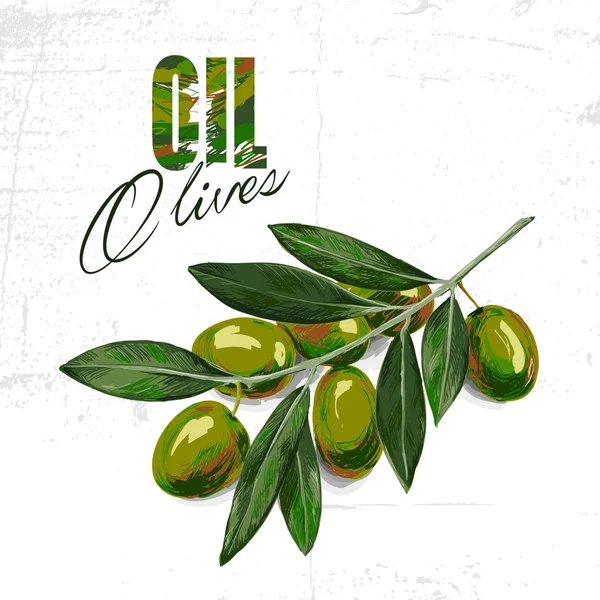 Vector sketch of olive tree branch — Stock Vector