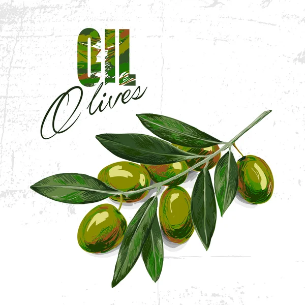 Zeytin ağacı dalı vektör çizimi