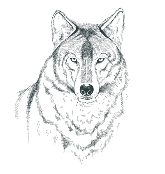 Un boceto de un lobo. Hecho a mano . — Archivo Imágenes Vectoriales