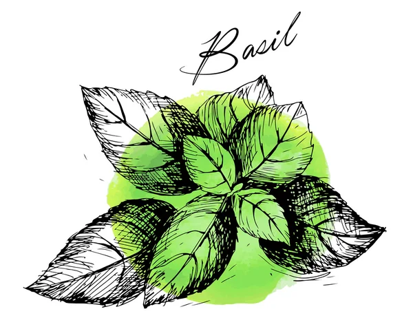 Basilic. Compilation de croquis vectoriels. Herbes de cuisine et d'épices. Style vintage. Dessiné à la main . — Image vectorielle