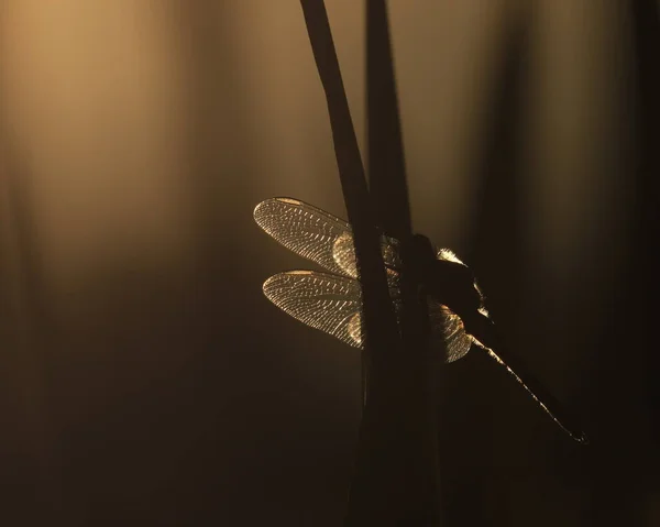 Μια Τετράκτινη Skimmer Dragonfly Έχει Φτερά Της Πίσω Φωτισμένα Από — Φωτογραφία Αρχείου
