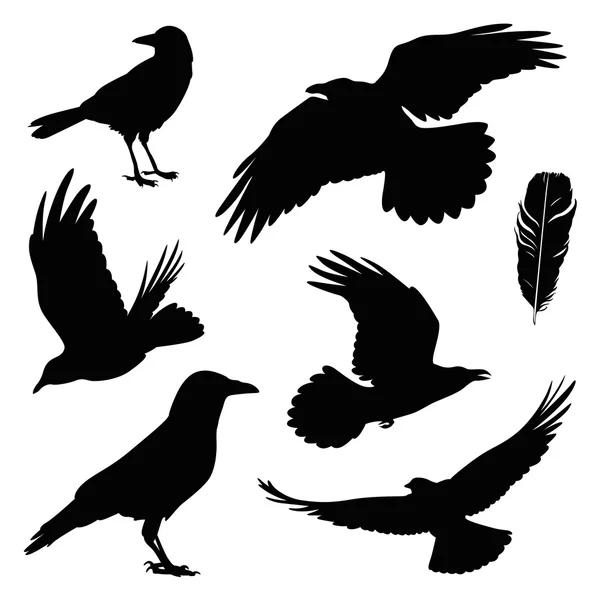 Conjunto de ilustración de cuervo — Vector de stock