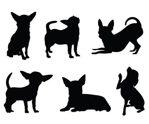 Chihuahua cão ilustração conjunto —  Vetores de Stock