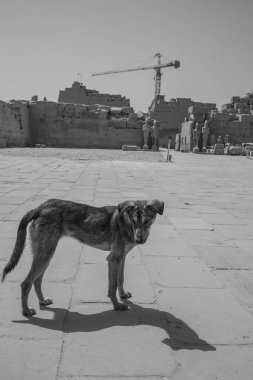 Deir el-Bahari ya da Dayr al-Bahri, Mısır 'ın başkenti Luxor' un batı kıyısında yer alan bir morg tapınağı ve mezar kompleksi.