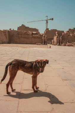 Deir el-Bahari ya da Dayr al-Bahri, Mısır 'ın başkenti Luxor' un batı kıyısında yer alan bir morg tapınağı ve mezar kompleksi.