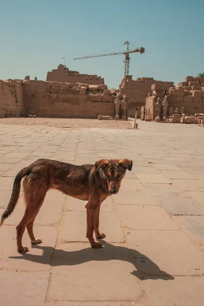 Deir Bahari Dayr Bahri Mısır Başkenti Luxor Batı Kıyısında Yer — Stok fotoğraf