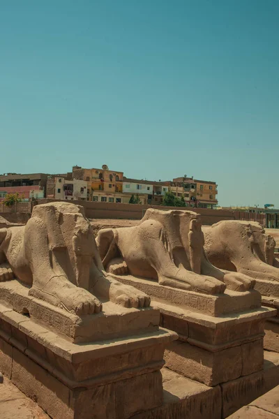 Deir Bahari Dayr Bahri Est Complexe Temples Mortuaires Tombes Situé — Photo