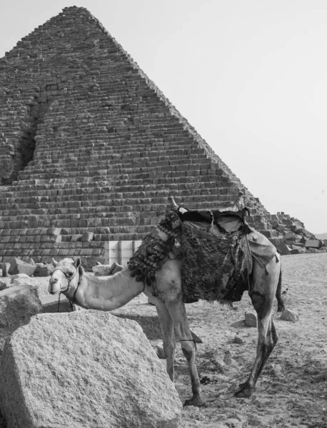 Giza Piramit Kompleksi Ayrıca Giza Necropolis Olarak Bilinir Mısır Başkenti — Stok fotoğraf