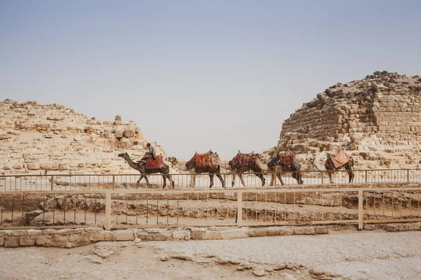 Çölde Develer Mısır — Stok fotoğraf