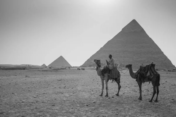 Hermoso Paisaje Del Desierto Sahara Hombre Con Camellos — Foto de Stock