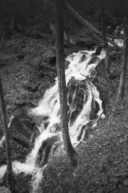 Karpat Dağları 'ndaki Sonbahar Ormanı' ndaki nehir. 