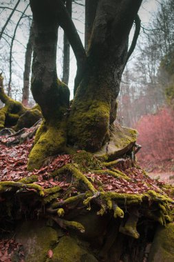 Karpat Dağları 'nda sonbahar ormanı 