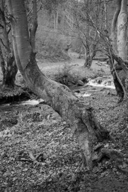 Karpat Dağları 'nda sonbahar ormanı 
