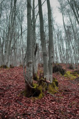 Karpat Dağları 'nda sonbahar ormanı 