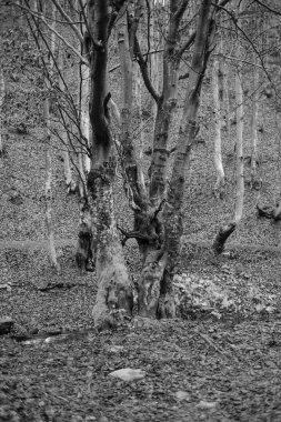 Karpat Dağları 'nda sonbahar ormanı 