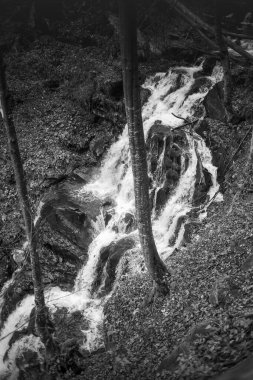 Karpat Dağları 'nda sonbahar ormanı 