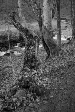 Karpat Dağları 'nda sonbahar ormanı 