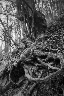 Karpat Dağları 'nda sonbahar ormanı 